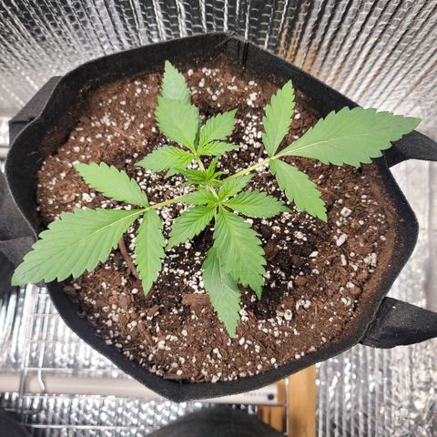 White widow growlog timeline photo