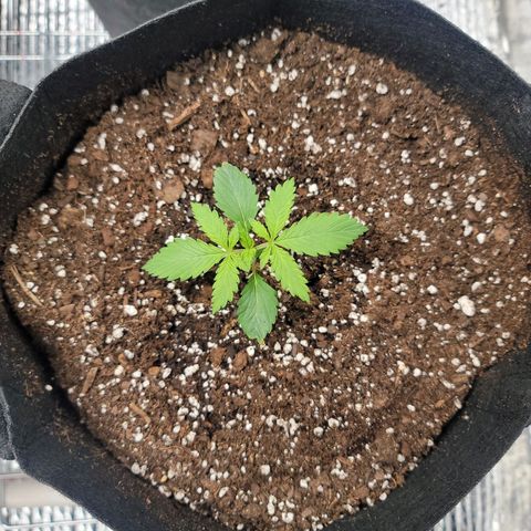 White widow growlog timeline photo