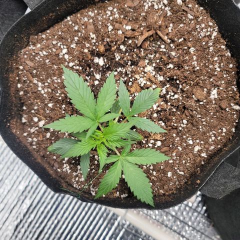 White widow growlog timeline photo