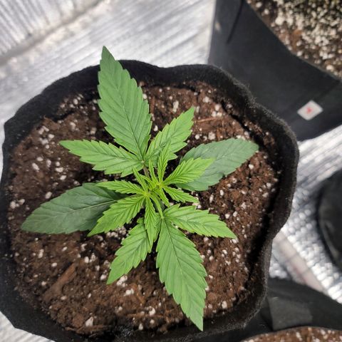 White widow growlog timeline photo