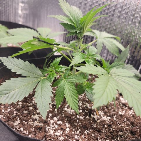 White widow growlog timeline photo