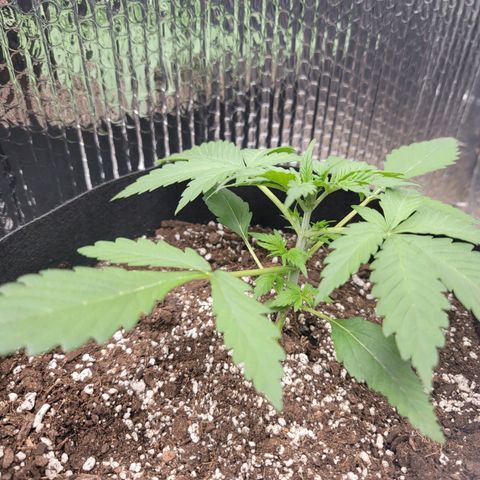 White widow growlog timeline photo