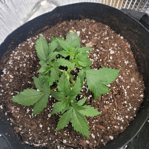 White widow growlog timeline photo