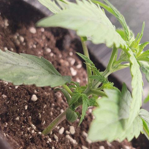 White widow growlog timeline photo