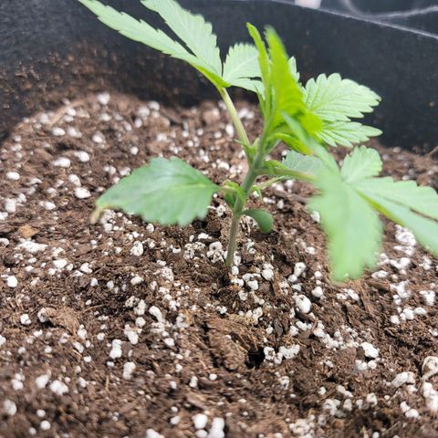 White widow growlog timeline photo