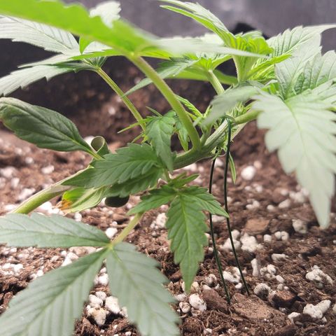 White widow growlog timeline photo