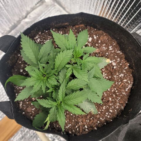 White widow growlog timeline photo