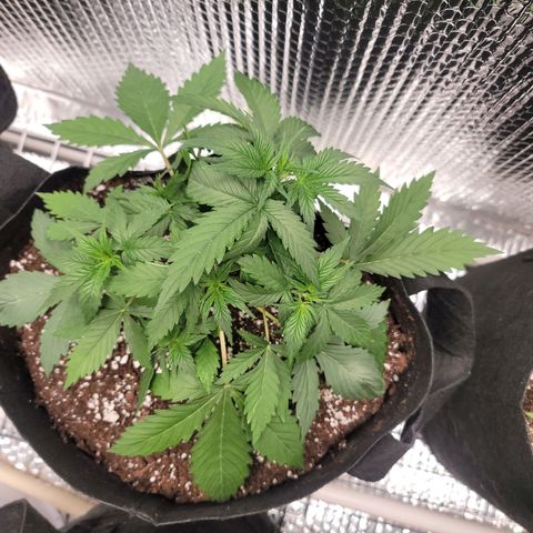 White widow growlog timeline photo