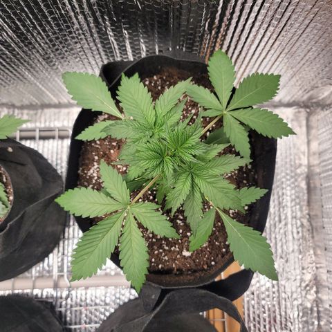 White widow growlog timeline photo