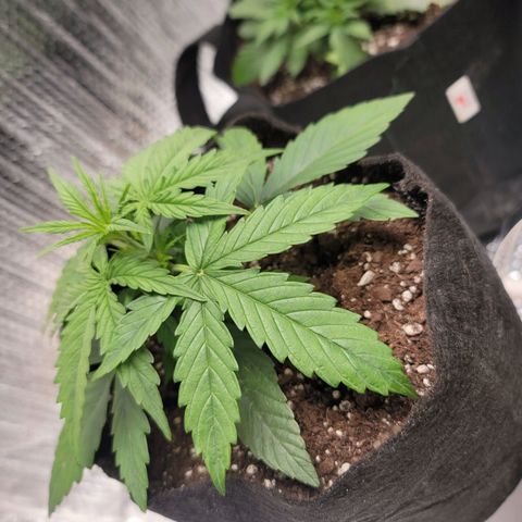 White widow growlog timeline photo