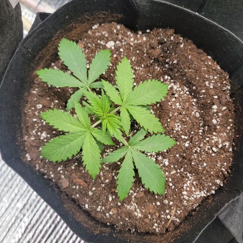 White widow growlog timeline photo