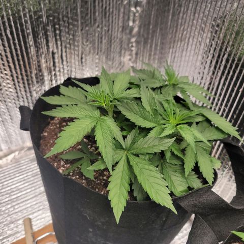 White widow growlog timeline photo