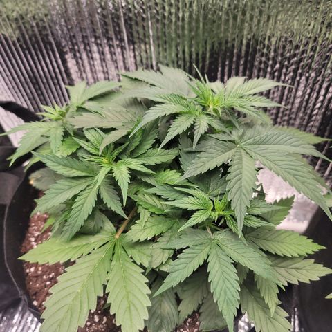 White widow growlog timeline photo