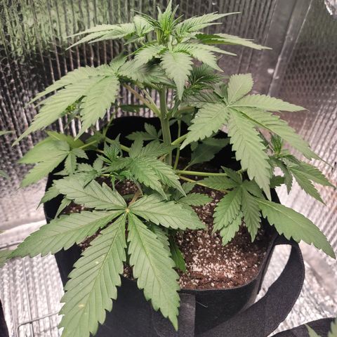 White widow growlog timeline photo