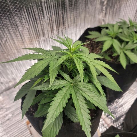 White widow growlog timeline photo