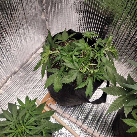 White widow growlog timeline photo