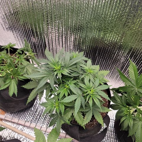 White widow growlog timeline photo