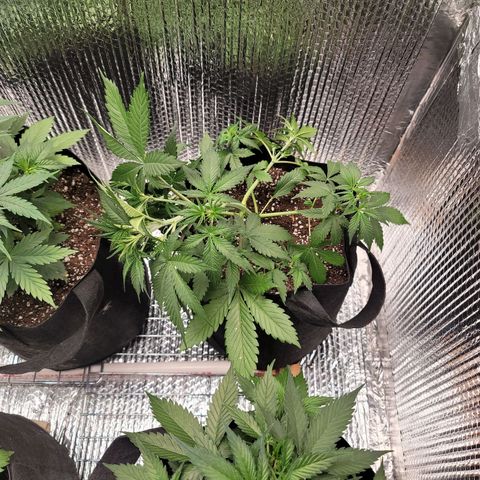 White widow growlog timeline photo