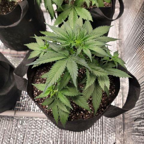 White widow growlog timeline photo