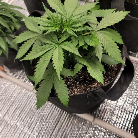 White widow growlog timeline photo