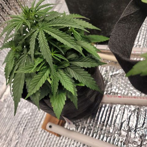 White widow growlog timeline photo