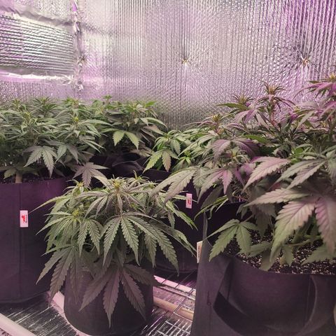 White widow growlog timeline photo