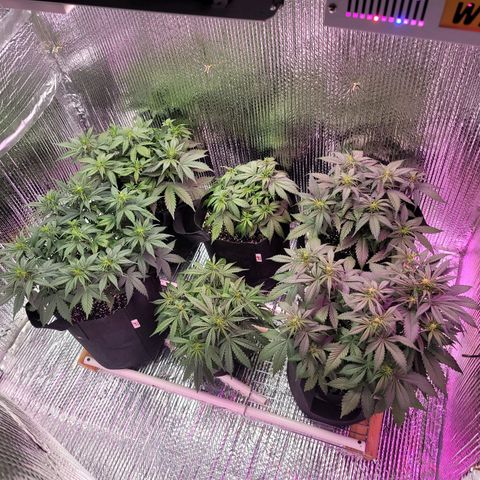 White widow growlog timeline photo