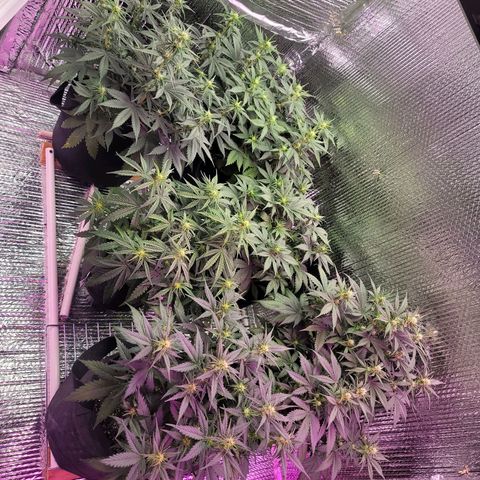 White widow growlog timeline photo