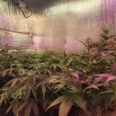 White widow growlog timeline photo