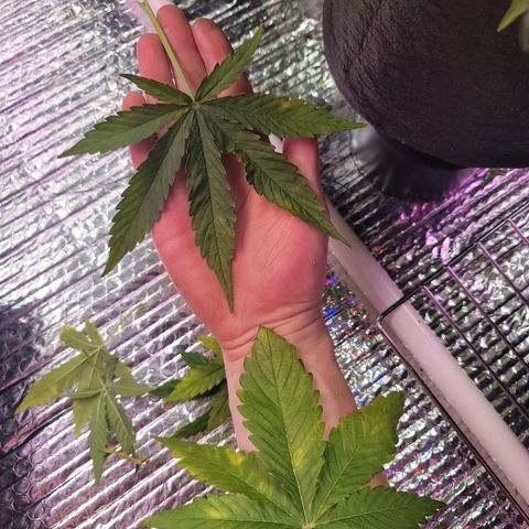 White widow growlog timeline photo