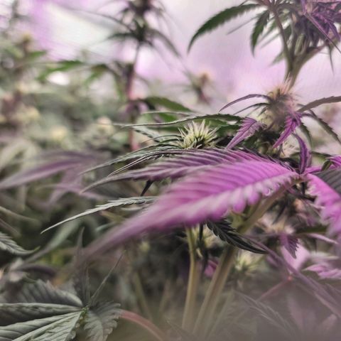 White widow growlog timeline photo