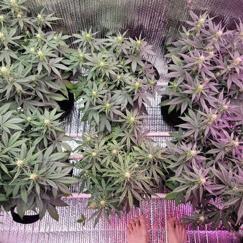 White widow growlog timeline photo