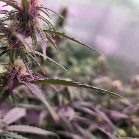 White widow growlog timeline photo