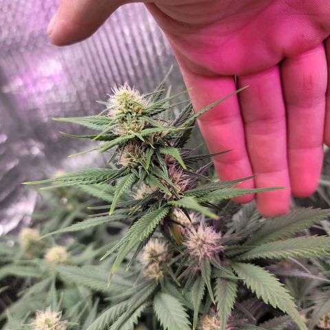 White widow growlog timeline photo