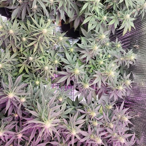 White widow growlog timeline photo