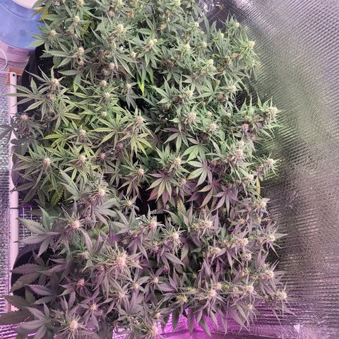 White widow growlog timeline photo