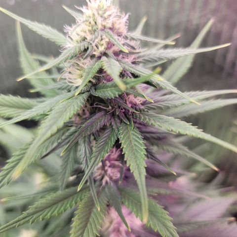 White widow growlog timeline photo
