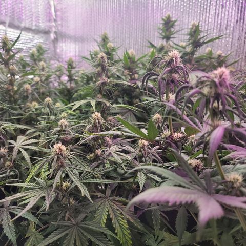 White widow growlog timeline photo