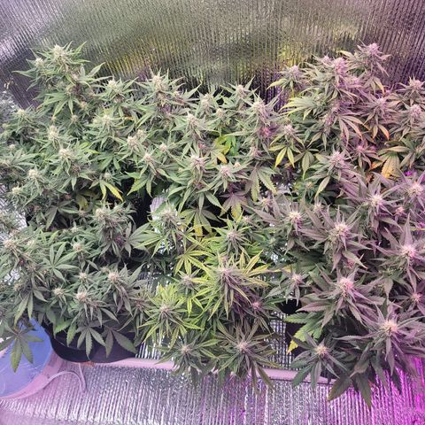 White widow growlog timeline photo