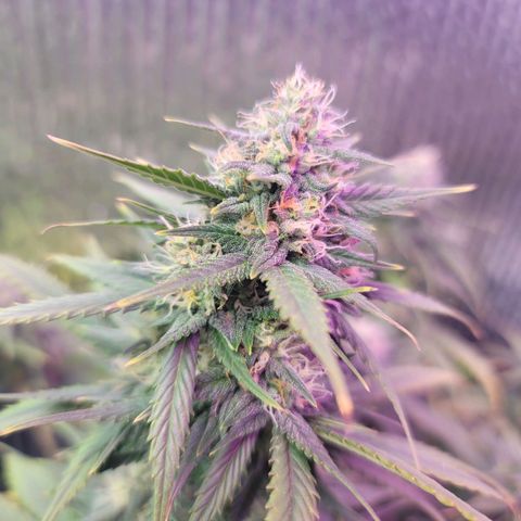 White widow growlog timeline photo