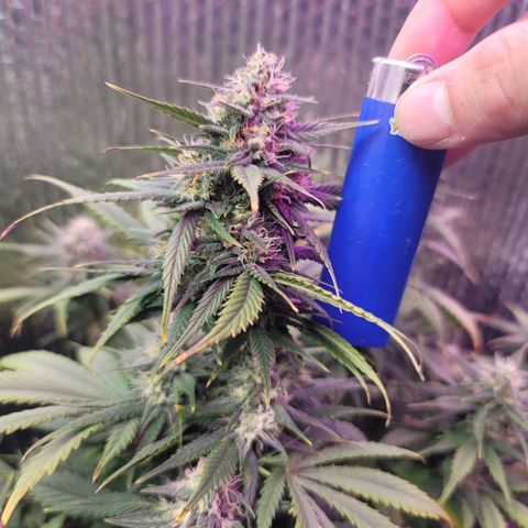 White widow growlog timeline photo