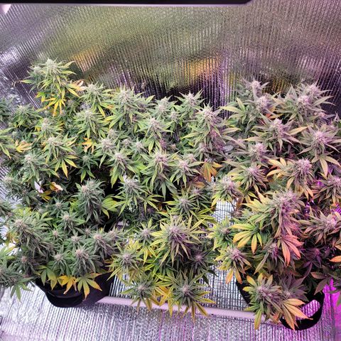 White widow growlog timeline photo