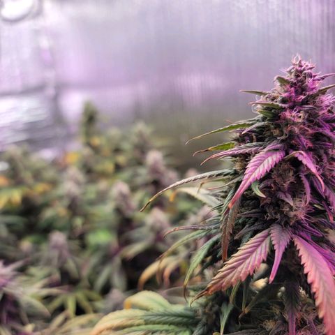 White widow growlog timeline photo
