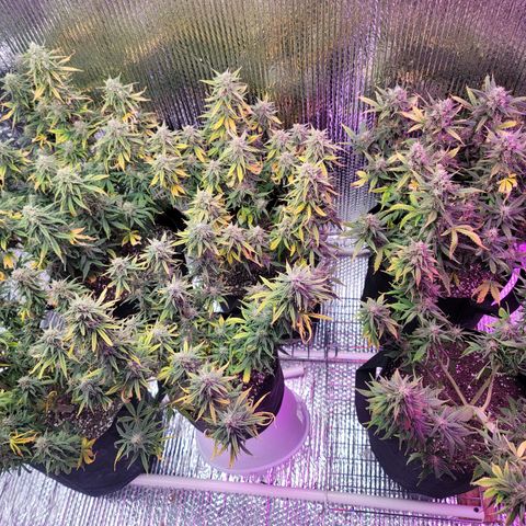 White widow growlog timeline photo
