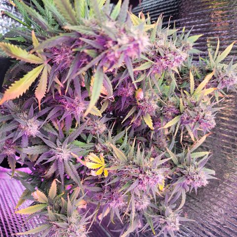White widow growlog timeline photo