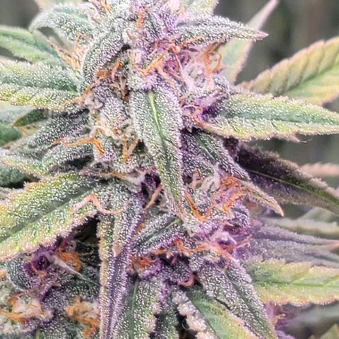 White widow growlog timeline photo