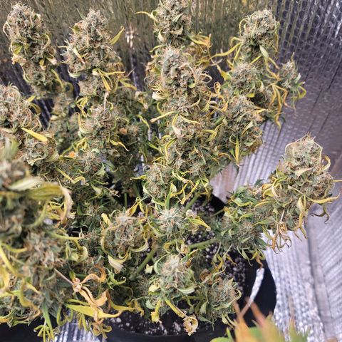 White widow growlog timeline photo