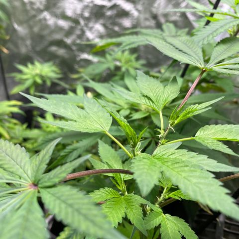 Moose knuckle F1 #2 growlog photo: Yellow tips on lower canopy