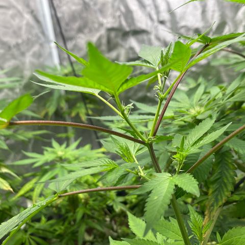Moose knuckle F1 #2 growlog photo: I’m hoping the red stems is because of genetics most likely light damage