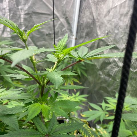Moose knuckle F1 #1 growlog photo: Main stem